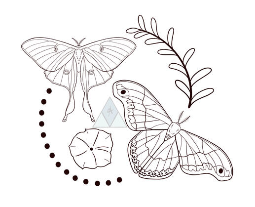 Moths & Plants