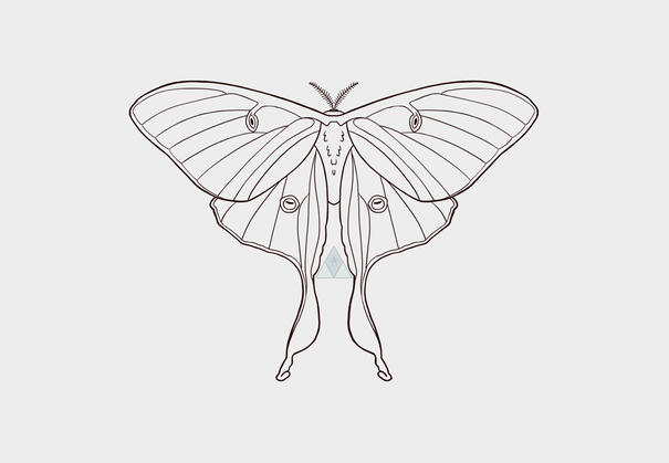 Single Luna Moth