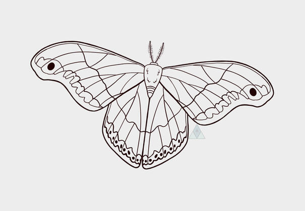 Single Promethea Moth